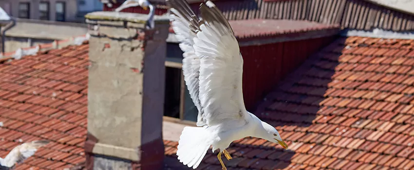 Residential Chimney Animal Removal Solution in Channelview, TX