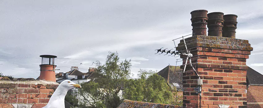 Chimney Cleaning And Restoration in Channelview, Texas
